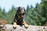 BEAUCERON 427